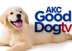 AKC TV Puppies - TELEVISION